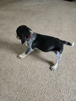 Ace, a male Bluetick Coonhound for sale in Lineville, AL – 1 of 3