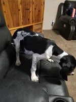 King, a male Bluetick Coonhound for sale in Lineville, AL – 2 of 2
