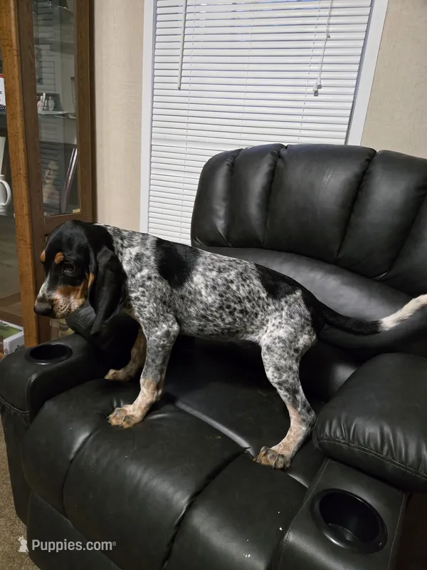 Bo – Bluetick Coonhound puppy for sale in Lineville, AL
