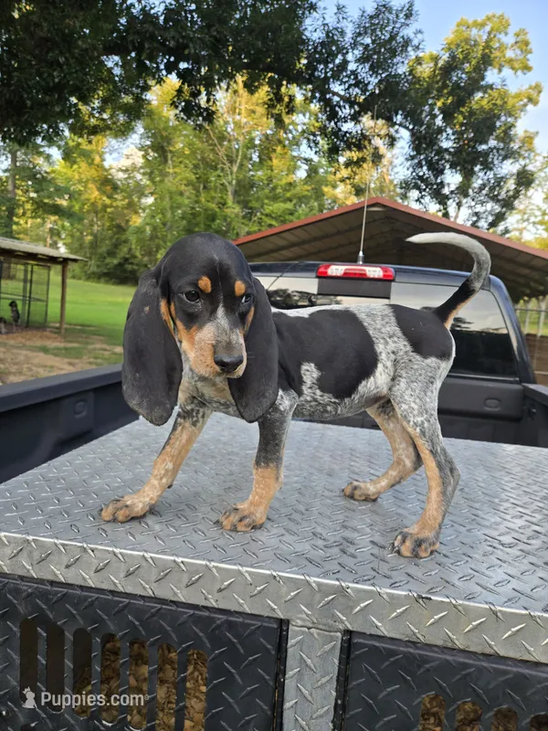 Sissy – Bluetick Coonhound puppy on hold in Lineville, AL