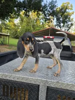 Sissy, a female Bluetick Coonhound for sale in Lineville, AL – 1 of 1