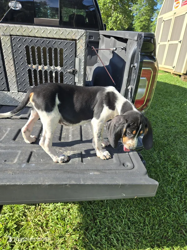 MALE #8 – Bluetick Coonhound puppy for sale in Lineville, AL