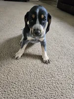 Ace, a male Bluetick Coonhound for sale in Lineville, AL – 2 of 3