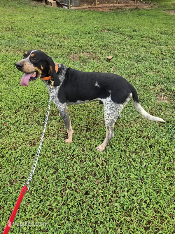 KING – Bluetick Coonhound puppy for sale in Lineville, AL