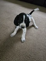 Buck, a male Bluetick Coonhound for sale in Lineville, AL – 2 of 3