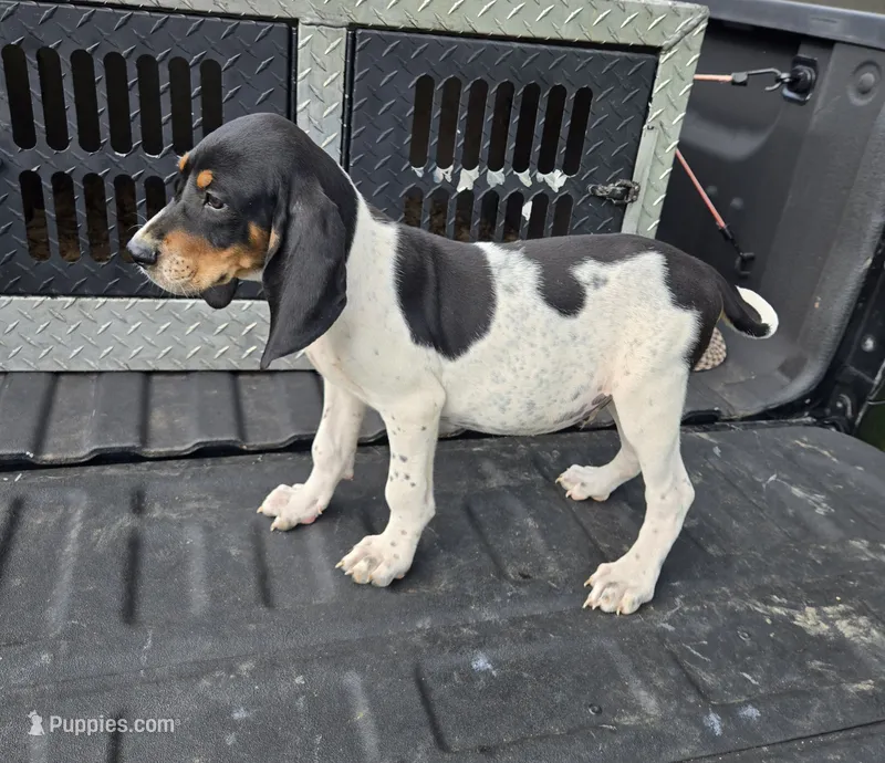 MALE #7 – Bluetick Coonhound puppy for sale in Lineville, AL
