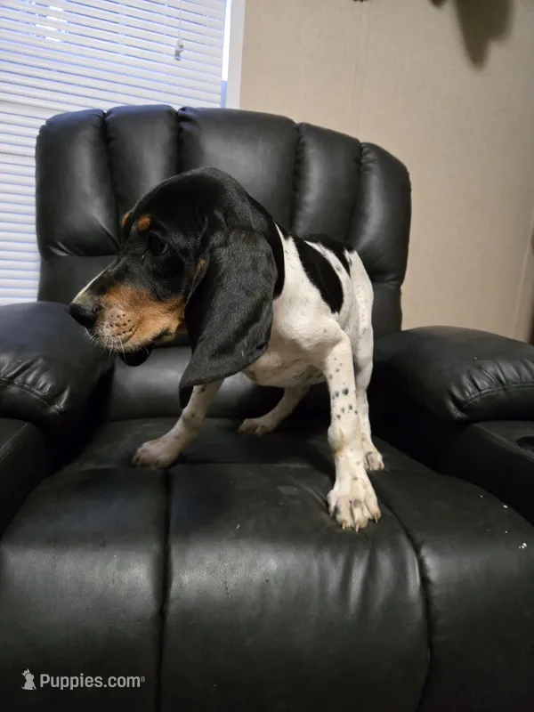 King – Bluetick Coonhound puppy for sale in Lineville, AL