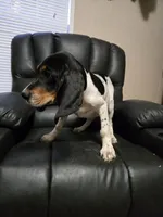 King, a male Bluetick Coonhound for sale in Lineville, AL – 1 of 2