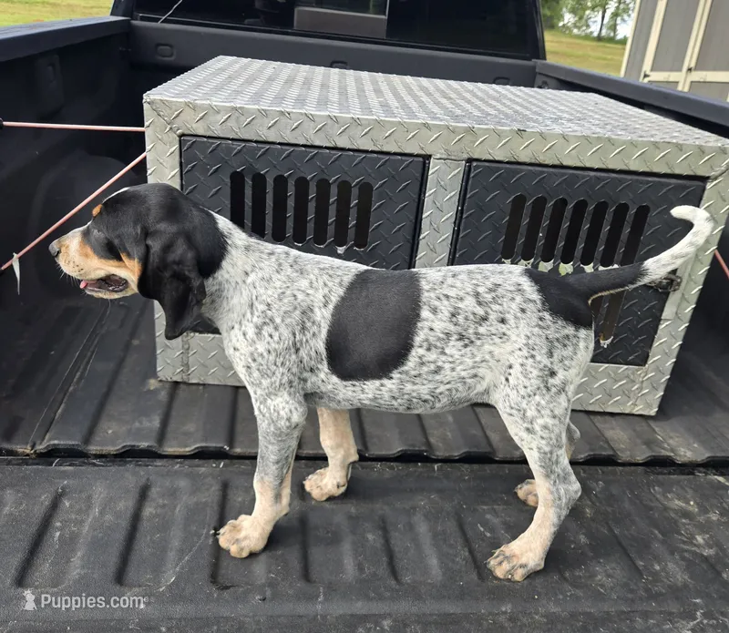 FEMALE #1 – Bluetick Coonhound puppy for sale in Lineville, AL