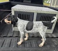 FEMALE #1, a female Bluetick Coonhound for sale in Lineville, AL – 1 of 1