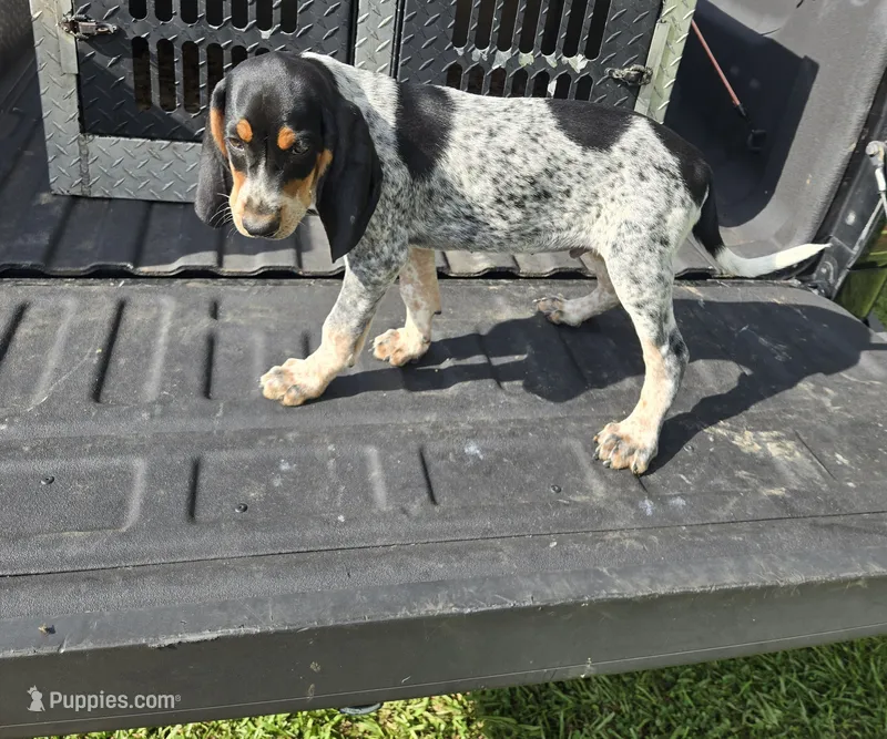 MALE #2 – Bluetick Coonhound puppy for sale in Lineville, AL