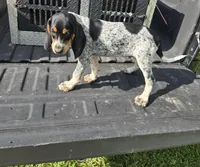 MALE #2, a male Bluetick Coonhound for sale in Lineville, AL – 1 of 1