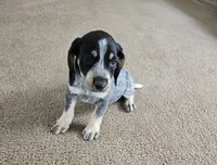 Babe, a female Bluetick Coonhound for sale in Lineville, AL – 2 of 3