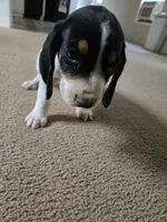 King, a male Bluetick Coonhound for sale in Lineville, AL – 2 of 3