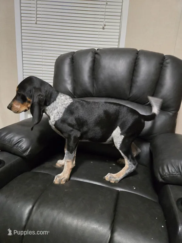 Duke – Bluetick Coonhound puppy for sale in Lineville, AL
