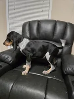 Ole Stroker Ace, a male Bluetick Coonhound for sale in Lineville, AL – 1 of 2