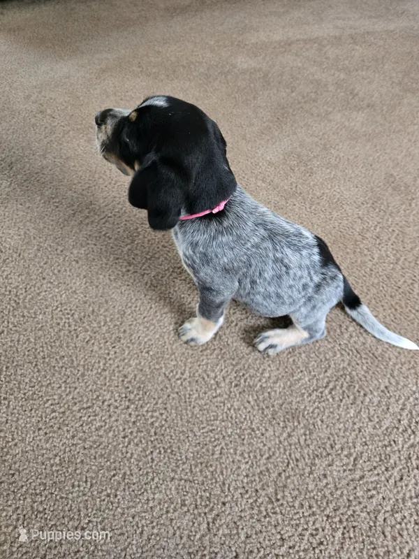 Babe – Bluetick Coonhound puppy for sale in Lineville, AL