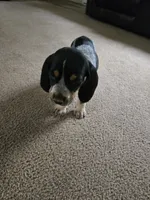 Cry Baby, a female Bluetick Coonhound for sale in Lineville, AL – 2 of 3