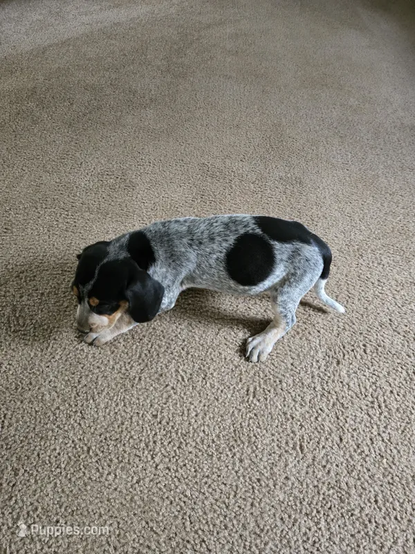 Little Ann – Bluetick Coonhound puppy for sale in Lineville, AL