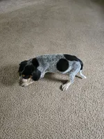 Little Ann, a female Bluetick Coonhound for sale in Lineville, AL – 1 of 3