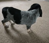 Cry Baby, a female Bluetick Coonhound for sale in Lineville, AL – 3 of 3