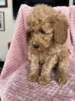 Daphne, a female Goldendoodle for sale in Lowville, NY – Photo 4 of 4