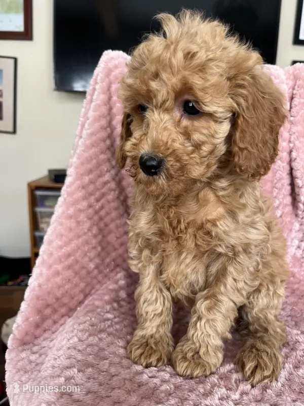 Daphne, a female Goldendoodle for sale in Lowville, NY – Photo 1 of 4