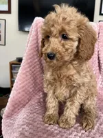 Daphne, a female Goldendoodle for sale in Lowville, NY – Photo 1 of 4