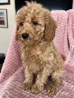 Daphne, a female Goldendoodle for sale in Lowville, NY – Photo 3 of 4