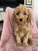 Daphne, a female Goldendoodle for sale in Lowville, NY – Photo 2 of 4