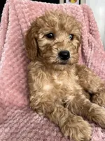 Molly, a female Goldendoodle for sale in Lowville, NY – Photo 3 of 4