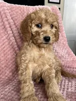 Molly, a female Goldendoodle for sale in Lowville, NY – Photo 2 of 4