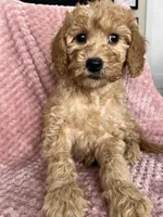 Molly, a female Goldendoodle for sale in Lowville, NY – Photo 4 of 4