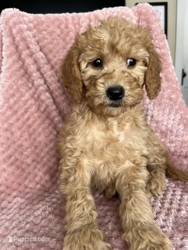 Molly, a female Goldendoodle for sale in Lowville, NY – Photo 1 of 4
