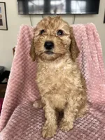 Eliza, a female Goldendoodle for sale in Lowville, NY – Photo 5 of 10