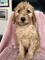 Eliza, a female Goldendoodle for sale in Lowville, NY – Photo 9 of 10