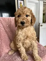 Eliza, a female Goldendoodle for sale in Lowville, NY – Photo 6 of 10