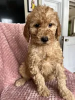 Eliza, a female Goldendoodle for sale in Lowville, NY – Photo 8 of 10