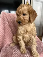 Eliza, a female Goldendoodle for sale in Lowville, NY – Photo 3 of 10