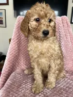 Eliza, a female Goldendoodle for sale in Lowville, NY – Photo 4 of 10