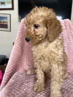 Eliza, a female Goldendoodle for sale in Lowville, NY – Photo 10 of 10