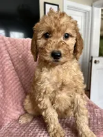 Eliza, a female Goldendoodle for sale in Lowville, NY – Photo 1 of 10