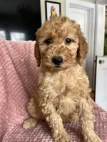 Eliza, a female Goldendoodle for sale in Lowville, NY – Photo 7 of 10