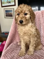 Eliza, a female Goldendoodle for sale in Lowville, NY – Photo 2 of 10
