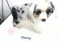 Flossy, a female Australian Shepherd for sale in Modesto, CA – 4 of 4
