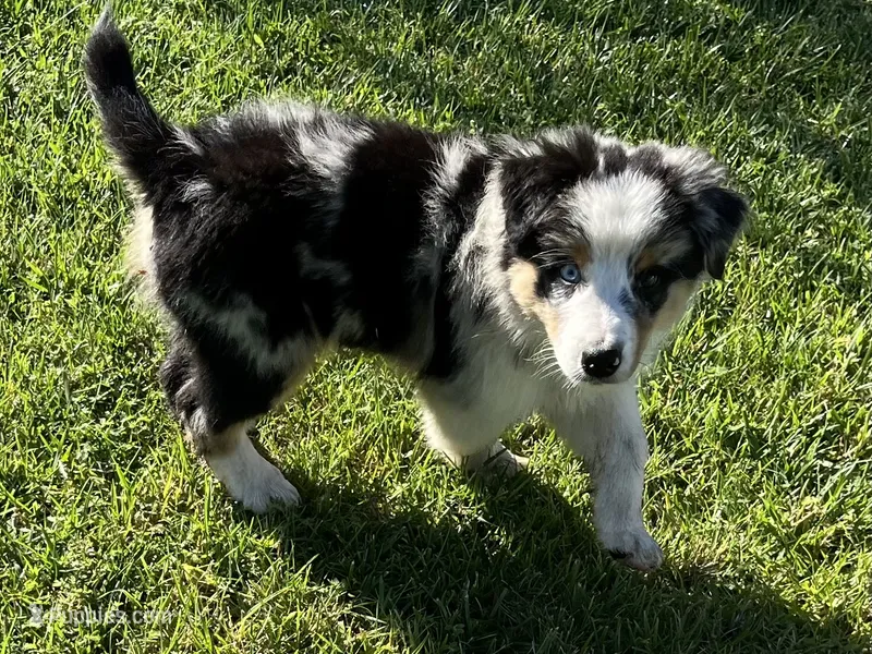 Albert – Australian Shepherd puppy for sale in Modesto, CA