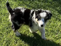 Albert, a male Australian Shepherd for sale in Modesto, CA – 1 of 9