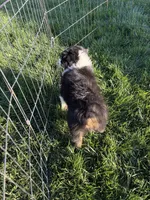 Jack, a male Australian Shepherd for sale in Modesto, CA – 3 of 7