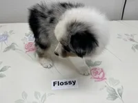 Flossy, a female Australian Shepherd for sale in Modesto, CA – 2 of 4
