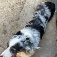 Kristy, a female Australian Shepherd for sale in Modesto, CA – Photo 2 of 3